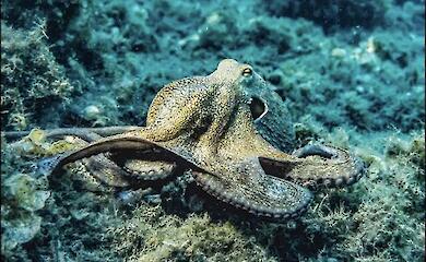 Why do octopuses have such large brains?