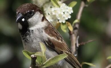 A song as a password: scientists have discovered how birds recognise their own species