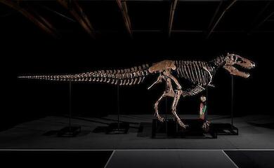 A Tyrannosaurus skeleton is to be put up for auction at Sotheby’s