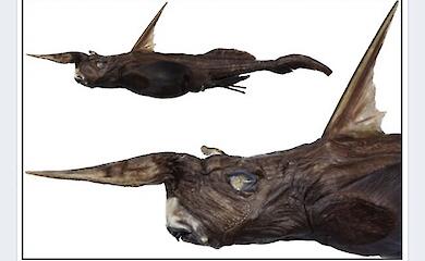 A new species of ‘ghost shark’ has been discovered off the coast of Costa Rica