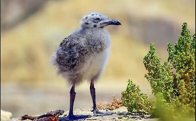 How the plumage of young gulls helps them survive in the colony