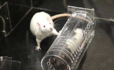 The rat freed one of its own and shared its food. Why?