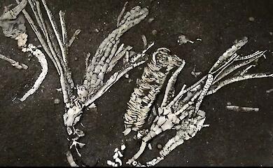 A &lsquo;one-in-a-million&rsquo; find: scientists have discovered the soft tissues of an ancient marine animal