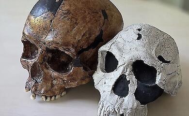 Why have people&rsquo;s faces become smaller whilst their brains have grown larger?