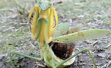 One problem, many solutions: how insects evolved into predators