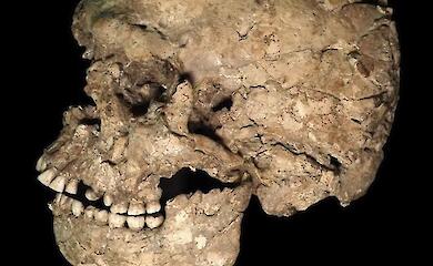 An ancient jawbone has revealed the story of Homo sapiens dating back 90,000 years