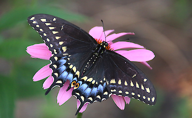 Genome analysis has revealed that the British swallowtail is unique and ancient