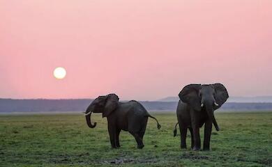 Elephants can communicate through the ground. Scientists have now worked out how