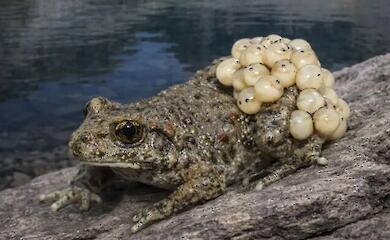 The secret to the toads’ survival turned out to be hidden in their skin