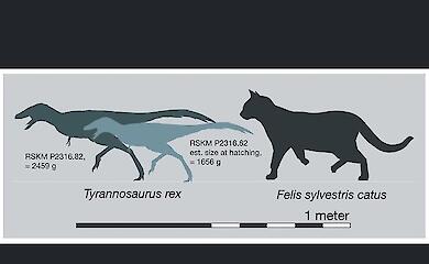 Scientists have discovered how Tyrannosaurus rex hatchlings were born