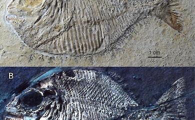 Ultraviolet light has revealed the young of an ancient fish dating back 152 million years