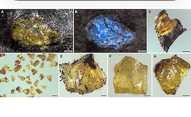 The world&rsquo;s oldest amber has been discovered by chance in Chinese coal