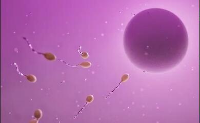 Scientists have developed a model of male germ cell development