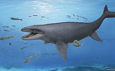 Scientists have discovered the bones of a mosasaur in a rock that had been kept in a museum for 30 years