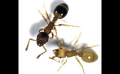A parasite turned worker ants into ‘queens’ and extended their lives