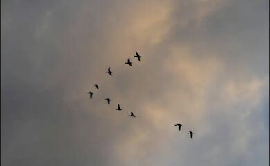 Flying in a V-formation helps birds conserve energy in an unexpected way