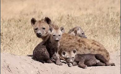 Why female hyenas are more successful than males: scientists have uncovered the mechanism behind the inheritance of dominance
