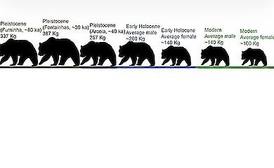 Portugal&rsquo;s ancient brown bears were found to be almost twice the size of their modern counterparts
