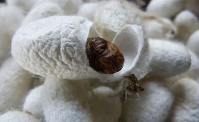 The history of silk turned out to be almost two thousand years longer