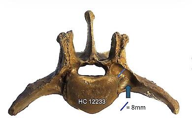 The vertebrae of sabre-toothed tigers have pointed to a possible genetic crisis prior to their extinction