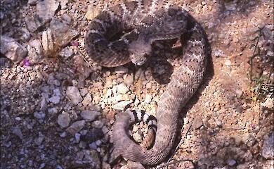 Scientists have discovered a potential antidote to snake bites in the blood of snakes themselves