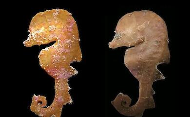 Scientists have discovered a fish that looks almost identical to a seahorse