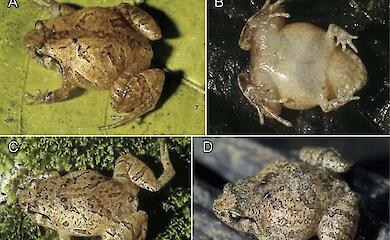 Seven new species of rare rhombic frogs have been discovered in Madagascar