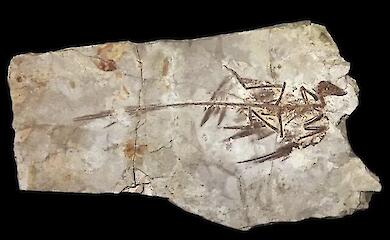 Why were dinosaurs giants, yet never became truly small?