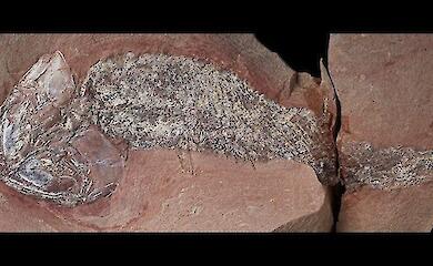 A new species of armoured fish, dating back 254 million years, has been discovered in Brazil