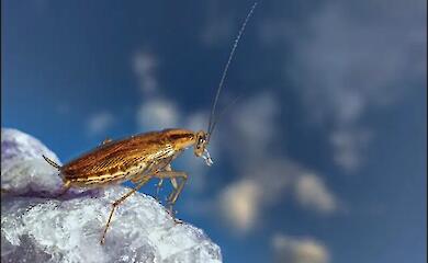 Scientists have discovered how cockroaches recognise ‘their own’