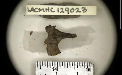 A new species of Ice Age toad has been discovered in Los Angeles