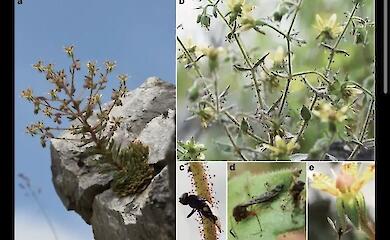 150 years on, scientists have confirmed Darwin’s hypothesis about carnivorous plants
