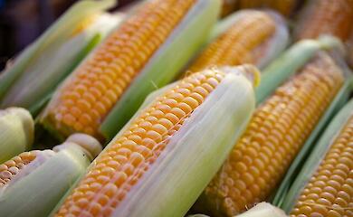 A culinary experiment has revealed the best way to cook sweetcorn
