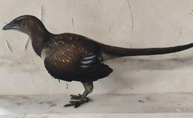 How dinosaurs took to the skies: a computer model has provided an unexpected answer