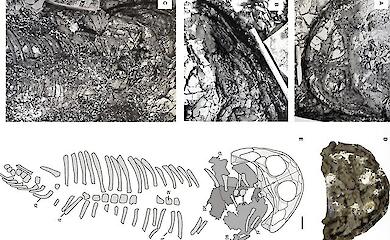 Scientists have unravelled the mystery of a fossil left in the Arctic almost 80 years ago