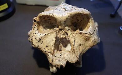 A scientist has proposed a radical rethink of the human family tree