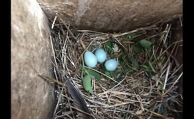 Why do birds decorate their nests with fresh greenery?