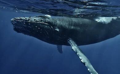 Whale calls led physicists to discover an unusual effect involving the speed of sound