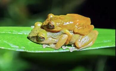 Scientists have discovered a new species of frog that had been right under everyone’s noses for decades