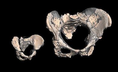 Difficult childbirth may not have been caused by bipedalism &mdash; new findings on Neanderthals