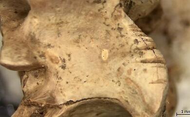 What did people eat before the advent of agriculture? Scientists have found hundreds of snake and lizard bones