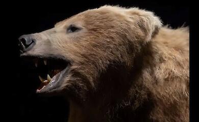 The ‘cow’ that changed the course of Irish history turned out to be a bear