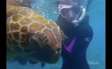 Sea turtles have surprised scientists with their behaviour in the Gal&aacute;pagos
