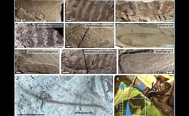 Scientists have reconstructed the sounds made by insects from the Jurassic Period, which dates back 165 million years