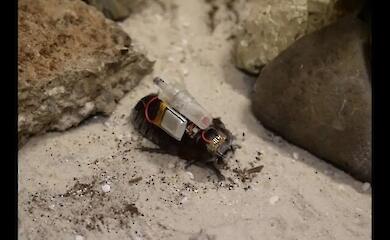 The paramedic cockroach: scientists have created a living cyborg with a remote-controlled injector