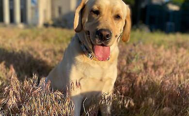 A possible hidden signal for communicating with humans has been discovered in dogs