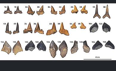 Teeth from seven species of ancient sharks have been found in the Egyptian desert