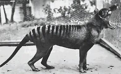 Scientists have uncovered an unusual hunting technique used by the extinct Tasmanian tiger