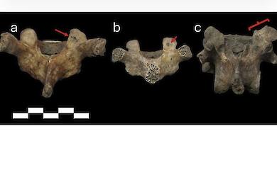 The bones of children from the 17th to the 19th centuries bear traces of hard labour