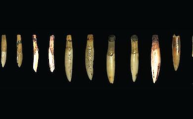 Photo: Lynley A. Wallis et al. / Australian Archaeology, 2026, CC BY 4.0. Image cropped